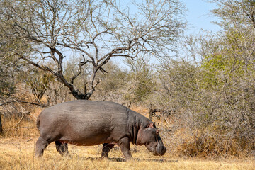 Hippopotamus walking in the bush - Kruger National Park