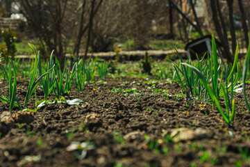 young green grass grows in the open field in the garden. Seedling greenery close-up. Lawn in macro