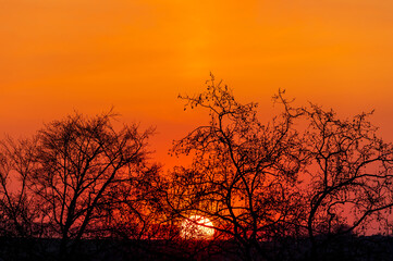 Fototapeta na wymiar Sunset and bare trees against an orange and red sky.