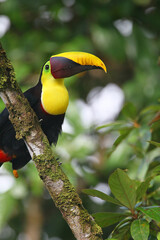 Toucan de Swainson (Ramphastos swainsonii)