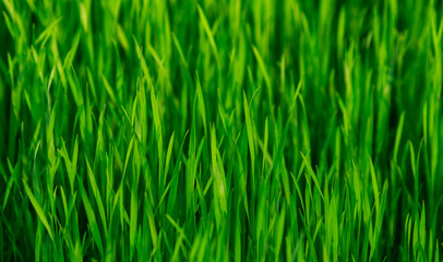 Fototapeta na wymiar Fresh young green grass purity of nature, spring awakening background