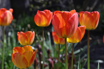 Orange tulips look like fire to celebrate King's Day in Netherlands on sunny day.