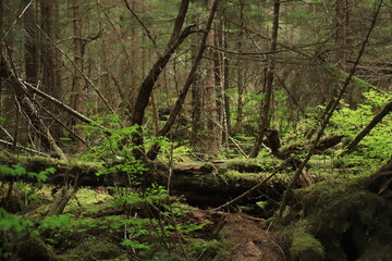 Tree in the forest in Alaska