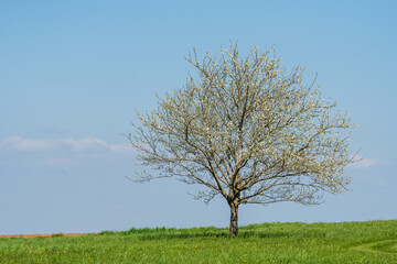 Fototapeta na wymiar Blühender Kirschbaum im Frühjahr