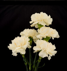 Different types of carnations natural or color lighting on are also available as black and white