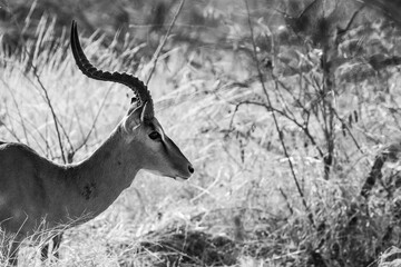 Impala (Aepyceros Melampus) in close up - portrait in Black and white