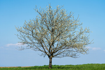 Fototapeta na wymiar Blühender Kirschbaum im Frühjahr