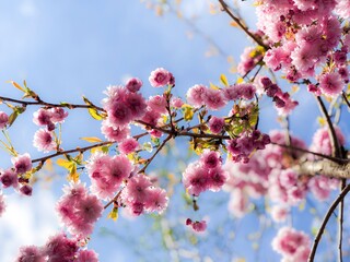 Prunus Kanzan Zakura. Japanese flowering cherry.  Spring flowers on sunny day. Background 