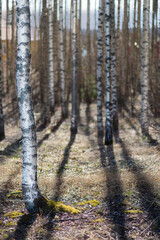 Bare birch trees casting shadows
