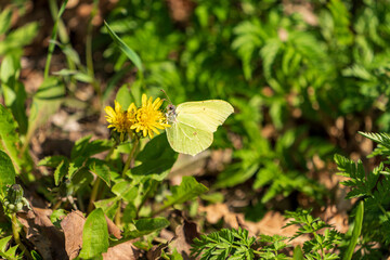 Zitronenfalter auf einer Blume