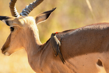 Red-billed oxpecker on an impala (Aepyceros Melampus) 