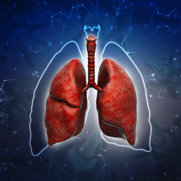 Healthy Human Lungs 3d illustration
