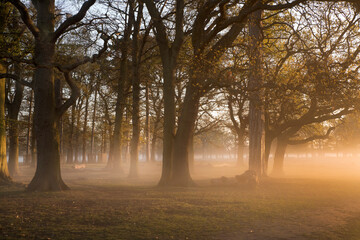 Magical sunlight through thr trees