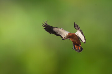 Ruddy Shelduck Flying