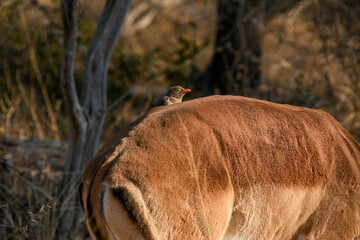 Red-billed oxpecker on an impala (Aepyceros Melampus) 