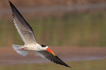 Indian Skimmer Flying sideways