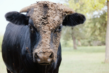 portrait of a young bull cow with funny face covered in mud.