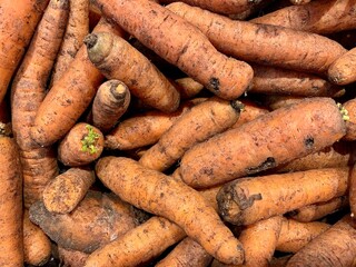 Raw organic carrots with mud and dirt. Fresh autumn harvest. Healthy food concept.