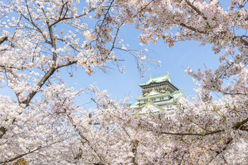 大阪城公園の桜と大阪城天守閣 © 亮太 和田