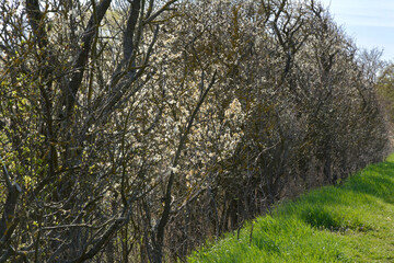 Strauchreihe im frühling