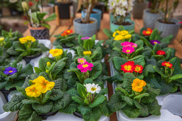 Fototapeta na wymiar Bright colored primula flowers