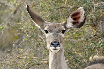 Female kudu (Tragelaphus strepsiceros), portrait, head shot.