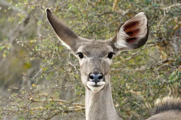 Fotobehang Female kudu (Tragelaphus strepsiceros), portrait, head shot. © paspas