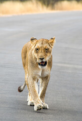 Lion - Young wild lion walking on the road in the Kruger National Park