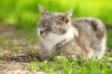 Naklejka na ściany i meble Tortoiseshell cat sleep in a spring garden with green grass on the background