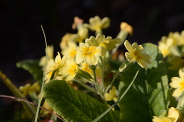 サクラの形をした花を咲かせる、サクラソウ属のプリムラ・アコーリス
