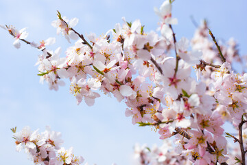 Delicate beautiful white sakura flowers on a tree branch against the sky. Spring blooming background