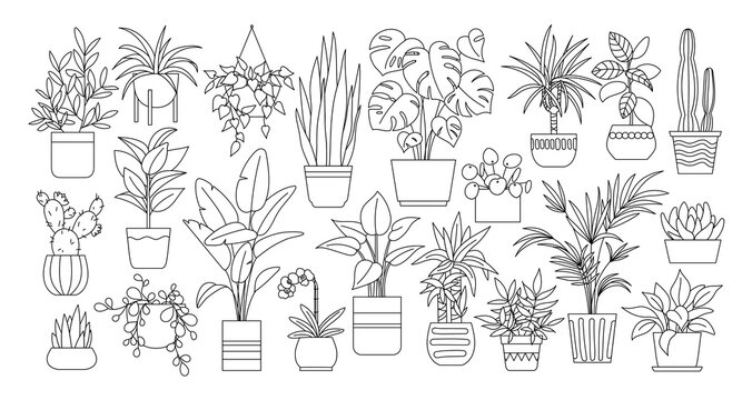 Houseplants. Vector set of outline drawings plants, succulents in pot. Indoor exotic flowers with stems and leaves. Monstera, ficus, pothos, yucca, dracaena, cacti, snake plant for home and interior