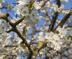floral square wallpaper of beautiful flowers of cherry blossom tree