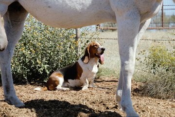 Basset Hound farm dog in field with horse blurred foreground, happy pet outside in sunshine. - Powered by Adobe