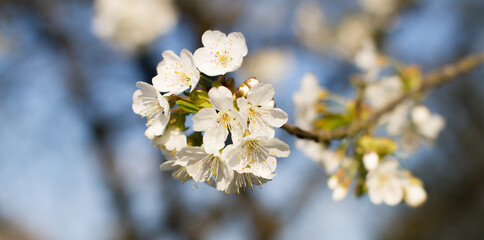 springtime botany closeup with cherry blossom tree over blurry background