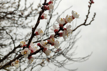 Blooming branches of apricot on background of the sky
