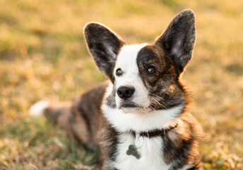 Cute Welsh Corgi dog on summer background