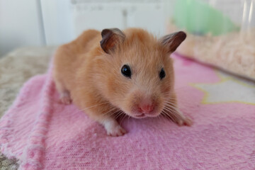 Scared syrian hamster, after waking up