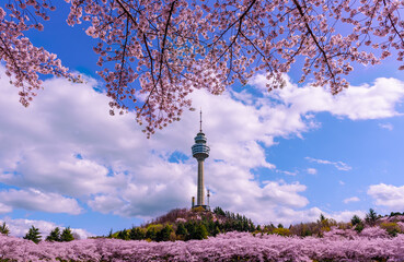 Daegu, South Korea  See the Cherry Blossom Night at E-World 83 Tower. - obrazy, fototapety, plakaty