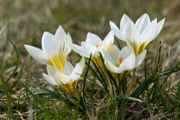 White crocusses on a meadow. 