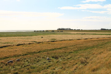 Obraz premium North Sea Cycling Route (Nordseeküstenradweg) between Niebüll and Husum | Hauke Haien Dyke (Hauke Haien Deich)
