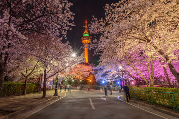 Daegu, South Korea - April 28, 2021 See the Cherry Blossom Night at E-World 83 Tower. © Noonan