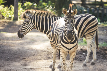 Two Zebra in the grass nature habitat, National Park Wildlife scene from nature