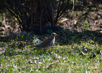 Fieldfare with a gray spotted breast and beige wings, raising its head with a yellow beak, walks along a green lawn in a spring garden on a sunny day.
