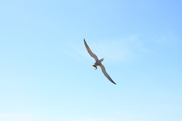 Seagull and fish