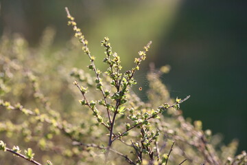 Spider in a web between spirea branches with young leaves in mid-spring