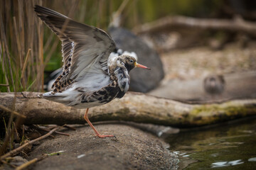 Sandpiper bird on the water