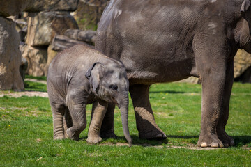 Obraz premium young baby elephants in the park