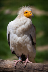 vulture carnivorous portrait on the bough