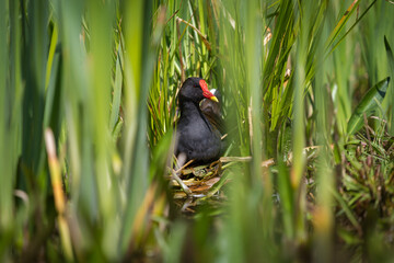 Common Moorhen in the grass
